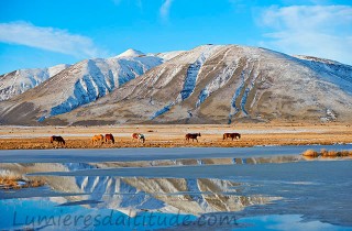 Chevaux, El Calafate, Patagonie, Argentine