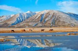 Chevaux, El Calafate, Patagonie, Argentine