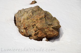 Lievre variable, Aiguilles Rouges, Chamonix, France