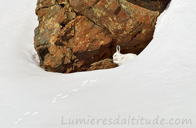 Lievre variable, Aiguilles Rouges, Chamonix, France