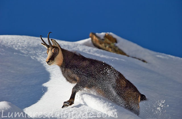 Chamois, Grand Paradis, Italie