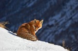 Renard, Grand Paradis, Italie