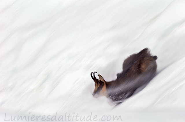 Chamois, Grand Paradis, Italie