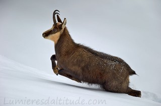 Chamois, Grand Paradis, Italie