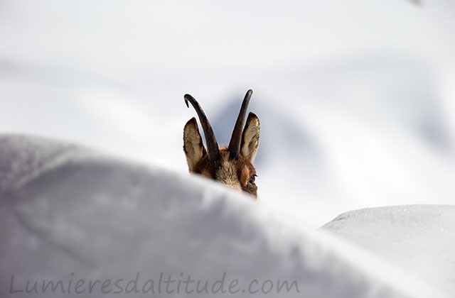 Chamois, Grand Paradis, Italie