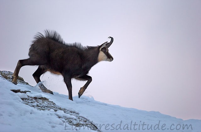 Chamois, Grand Paradis, Italie