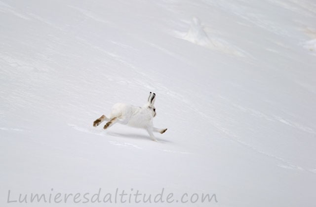 Lievre variable, Aiguilles Rouges, Chamonix, France