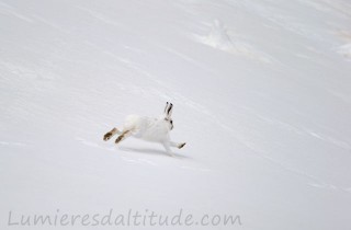 Lievre variable, Aiguilles Rouges, Chamonix, France