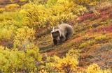 Grizzli, Denali, Alaska, Usa