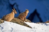 Bouquetins, Grand Paradis; Italie