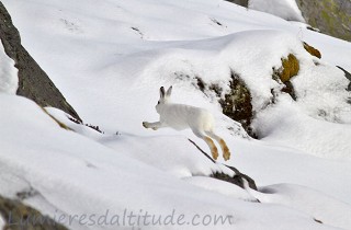 Lievre variable, Lofoten Norvege