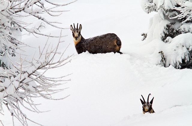 Chamois, Chamonix, France