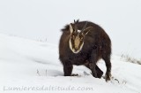 Chamois, Grand Paradis, Italie