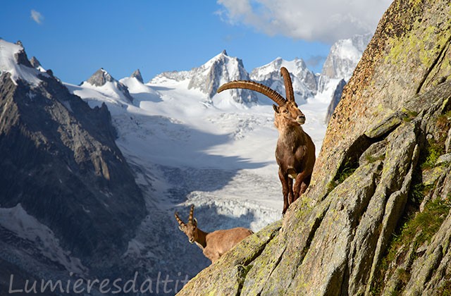 Bouquetins, Chamonix, France