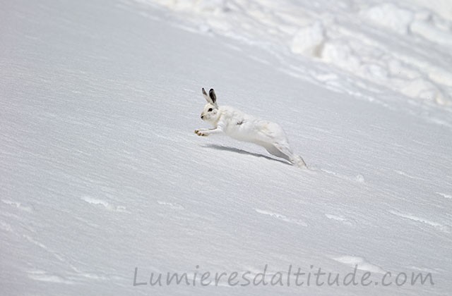 Lievre variable, Aiguilles Rouges, Chamonix, France