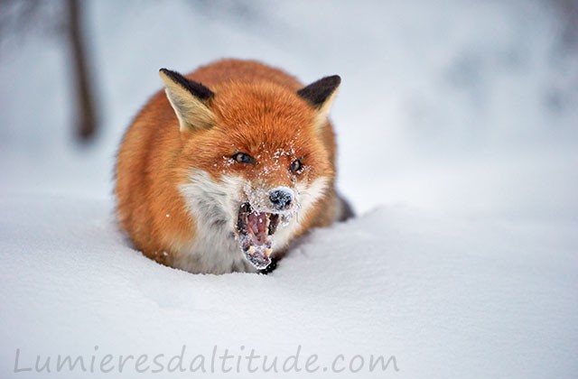 Renard roux en hiver, Grand Paradis, Italie