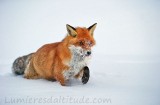 Renard roux en hiver, Grand Paradis, Italie