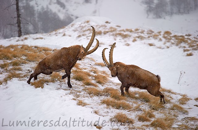 Combat de bouquetin, Grand Paradis, Italie