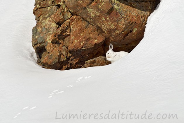 Lievre variable, Aiguilles Rouges, Chamonix, France