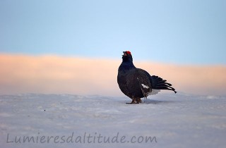 Tetras Lyre, Aravis, Haute Savoie