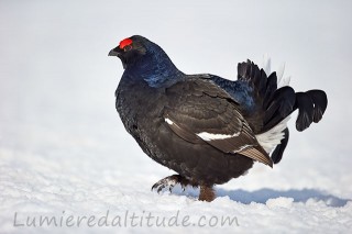 Tetras Lyre, Aravis, Haute Savoie