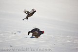 Tetras Lyre, Aravis, Haute Savoie