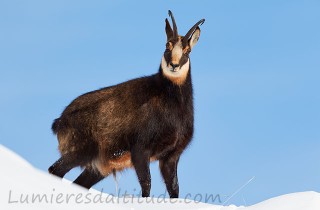 Chamois curieux...Val d'Aoste, Italie