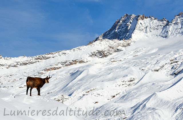 Le guetteur solitaire... Grand Paradis, Italie