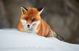 Renard roux en hiver, Grand Paradis, Italie