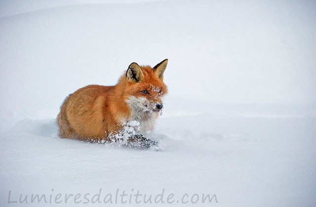 Renard roux en hiver, Grand Paradis, Italie