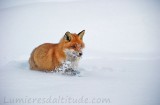 Renard roux en hiver, Grand Paradis, Italie