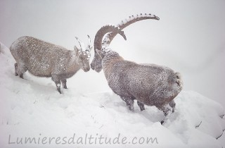 Le rut du bouquetin, Grand Paradis, Italie