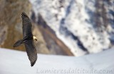 Gypaete Barbu, Valais, Suisse