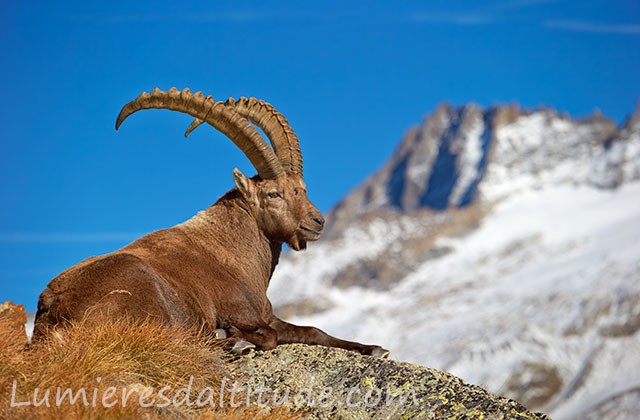 Bouquetin contemplatif, Grand Paradis, Italie