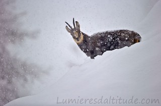 Chamois sous les premieres neiges, Grand Paradis, Italie