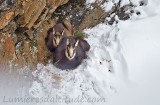 Chamois sous les premieres neiges, Grand Paradis, Italie