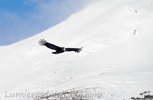 Condor vers le Cerro Torre, Patagonie, Argentine