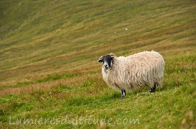 La moumoute...Ile de Skye, Ecosse