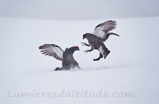 Tétras lyre en hiver, Haute-Savoie, France