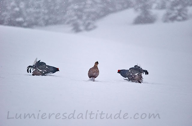 Tétras lyre en hiver, Haute-Savoie, France