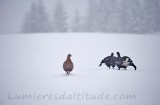 Tétras lyre en hiver, Haute-Savoie, France