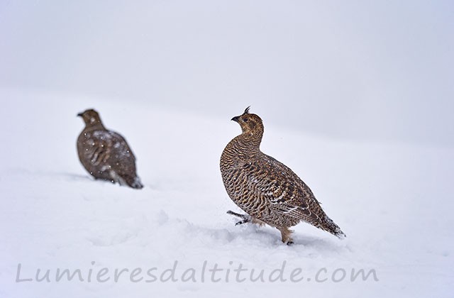 Tétras lyre en hiver, Haute-Savoie, France