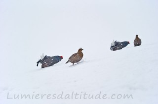 Tétras lyre en hiver, Haute-Savoie, France