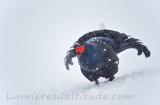 Tétras lyre en hiver, Haute-Savoie, France