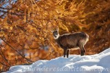 Chamois, Grand Paradis, Italie