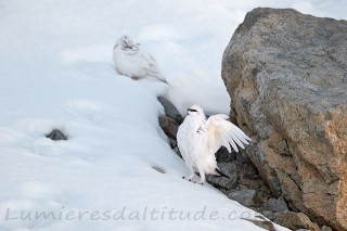 Perdrix des neige, Lagopede, Chamonix