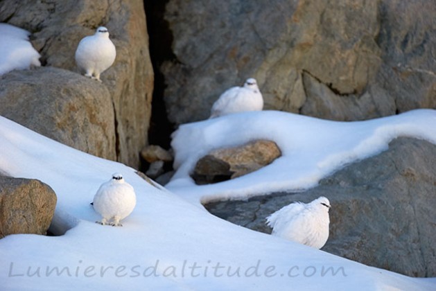 Perdrix des neige, Lagopede, Chamonix