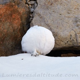 Boule de neige sur patte... Chamonix