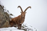 Bouquetin dans le Grand Paradis, Italie