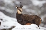 Chamois dans le massif du Grand Paradis, Italie